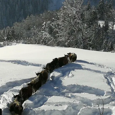 Tramplhof Alpenblick Apartment Hopfgarten im Brixental
